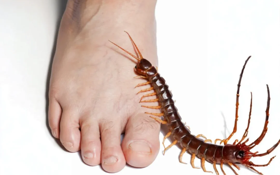 Curiosidades sobre a lacraia