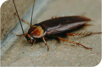 Desentupidora Bonanza - Rio de Janeiro // Desentupidora RJ