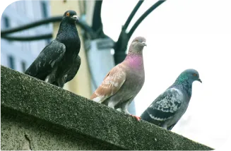 Desentupidora Bonanza - Rio de Janeiro // Desentupidora RJ