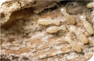Desentupidora Bonanza - Rio de Janeiro // Desentupidora RJ