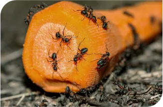 Desentupidora Bonanza - Rio de Janeiro // Desentupidora RJ