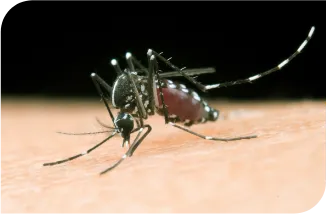 Desentupidora Bonanza - Rio de Janeiro // Desentupidora RJ