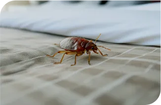 Desentupidora Bonanza - Rio de Janeiro // Desentupidora RJ