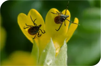 Desentupidora Bonanza - Rio de Janeiro // Desentupidora RJ