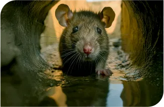Desentupidora Bonanza - Rio de Janeiro // Desentupidora RJ