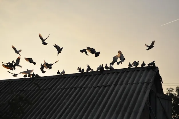 Controle de Pombo - Rio de Janeiro // Desentupidora RJ