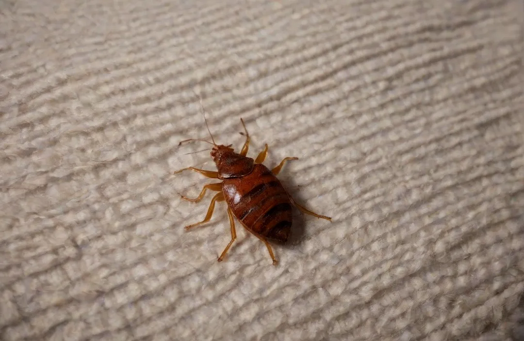 Dedetizadora de Percevejo de Cama - RJ // Desentupidora RJ