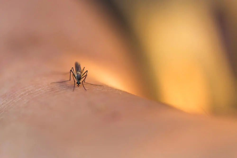 Carro Fumacê na Tijuca: Solução Prática para Reduzir a População de Mosquitos