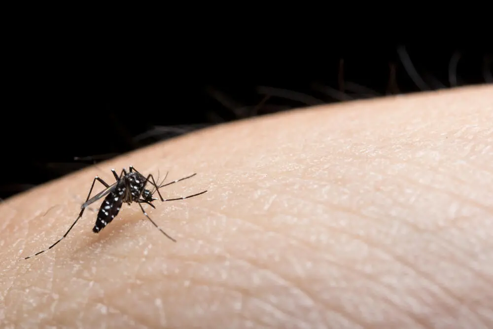 Carro Fumacê RJ: O Papel Essencial no Controle de Vetores em Toda a Cidade