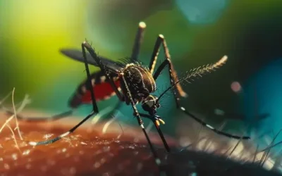 Mosquitos aumentando? Sua propriedade pode estar oferecendo criadouros