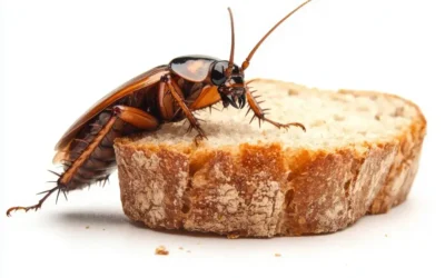 O calor está chegando — e as pragas também. Antecipe o controle